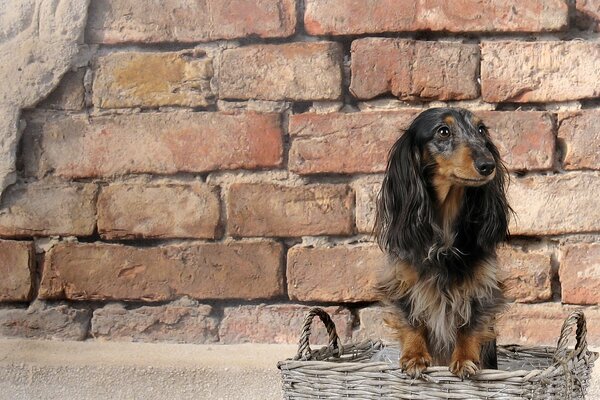 Dachshund on the background of a brick wall