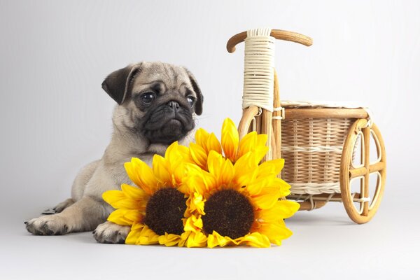 Der kleine Mops ist sehr verspielt und lustig