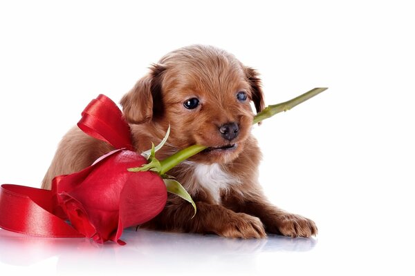 Chiot avec une rose rouge se trouve