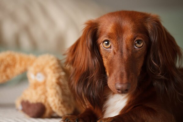 Cute dog face with toy