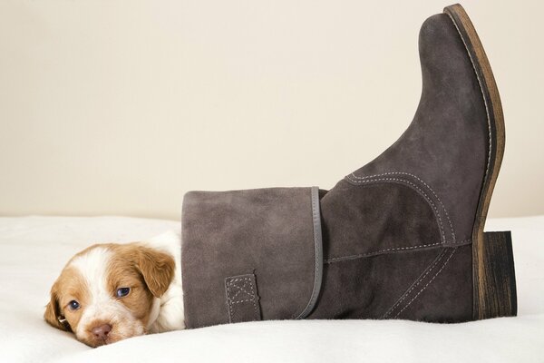 Cachorro descansa en el zapato de la señora