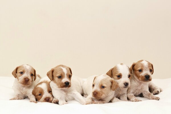 Puppies on a white blanket on a beige background