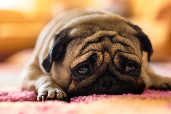 Sad muzzle of a pug, the dog is lying