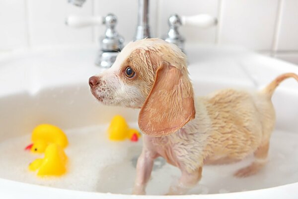 The puppy takes water treatments in the sink