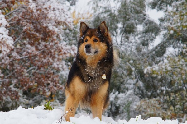 A dog with a collar on the background of a winter forest