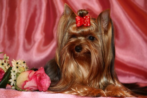 Hermoso perrito con un lazo sobre un fondo rosa