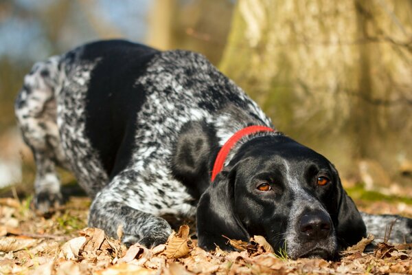 Hund auf dem Hintergrund der gefallenen Blätter