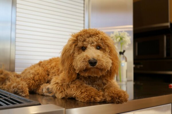 Brauner Hund mit einem freundlichen Blick