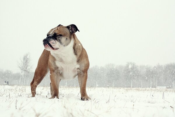 Harte englische Bulldogge im Winter