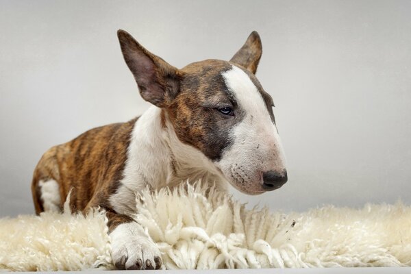 Der Bullterrier ist die schönste Hunderasse