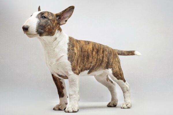 Full-length bull terrier picture