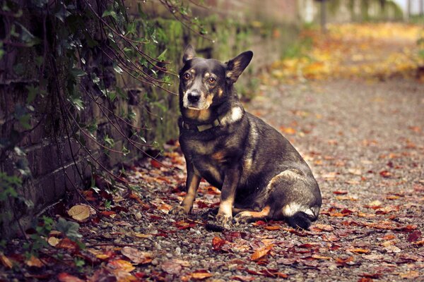 Chien assis près du mur avec des feuilles