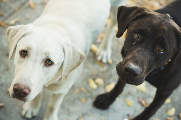 Two dogs, black and white