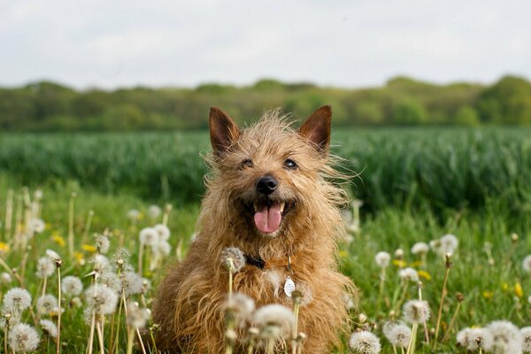 Champ d été pissenlits chien joyeux