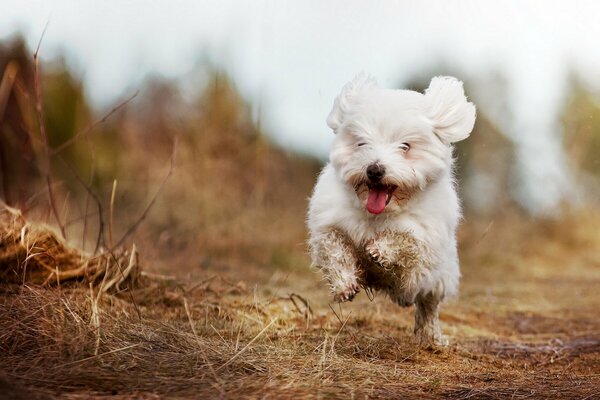 Joyful meeting of a beloved friend