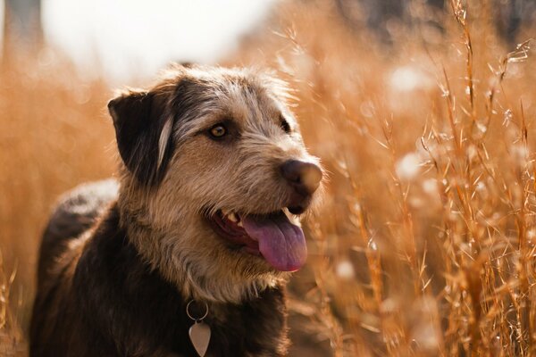 El perro en el campo en el verano Mira a la distancia