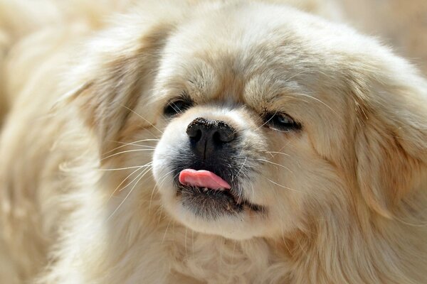 Chien avec un regard plissé et une langue tirée