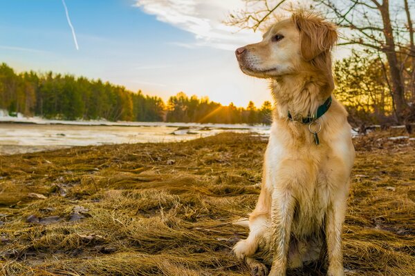 Golden Retriever si siede sull erba ingiallita