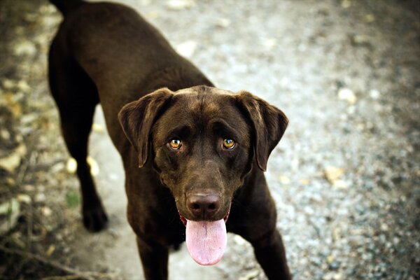 Der Hund ist der beste Freund des Menschen