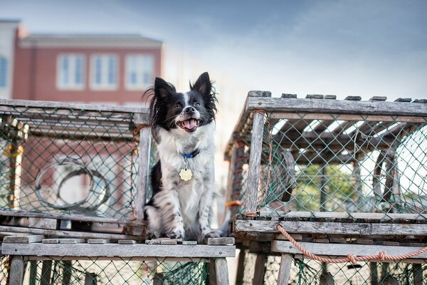 A dog on the background of a house with cages