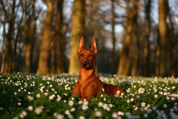 Schöner Hund auf einer Blumenwiese