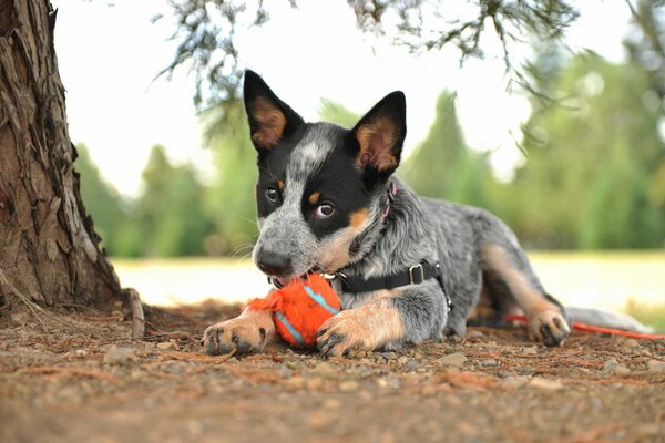 Hund spielt mit einem Ball in der Nähe eines Baumes