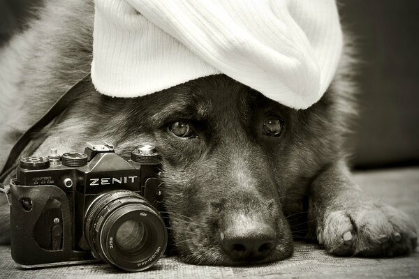 German Shepherd with cute eyes