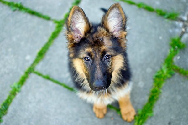 Chiot berger allemand, vue de dessus