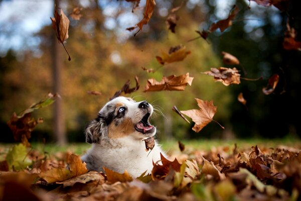 Der Welpe und der erste Herbst seines Lebens