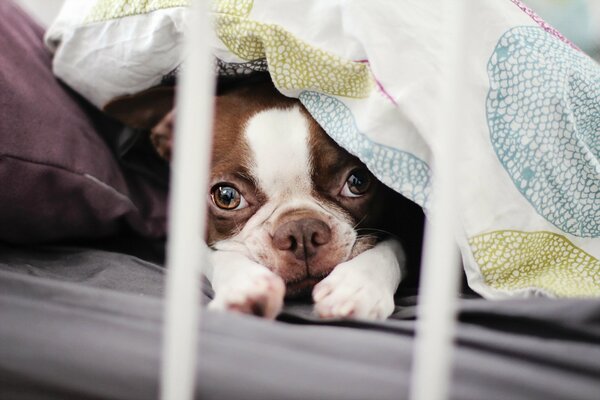 The little puppy hid under the pillow