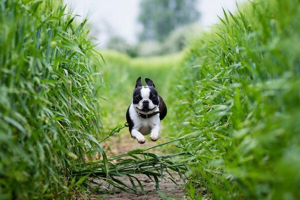 Schöner Boston Terrier Run auf Feld und Pfad