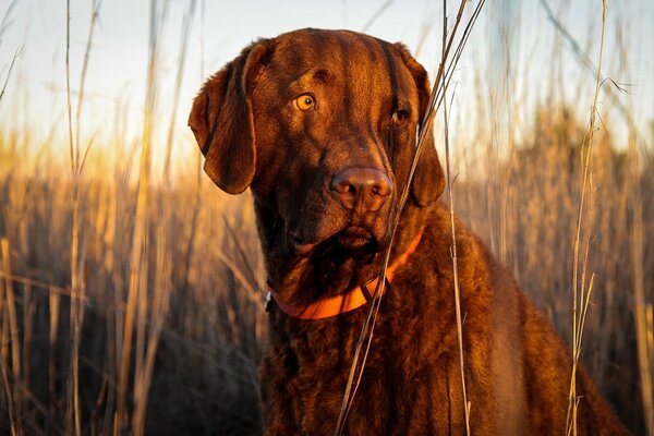 Campo di caccia collare di cane