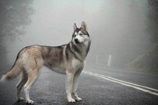 Hermoso Husky siberiano en el camino de la niebla