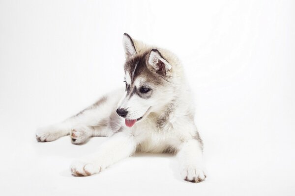 Husky sibérien se trouve sur fond blanc