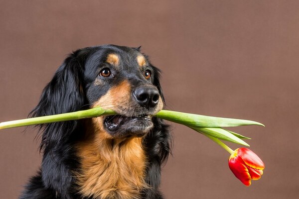 Il cane porta un tulipano rosso tra i denti