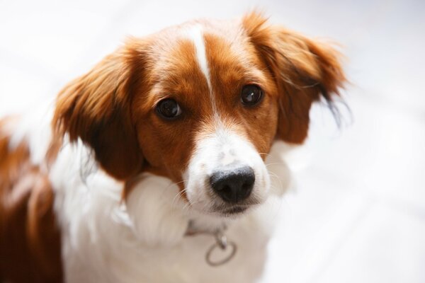 Cara de perro con ojos encantadores