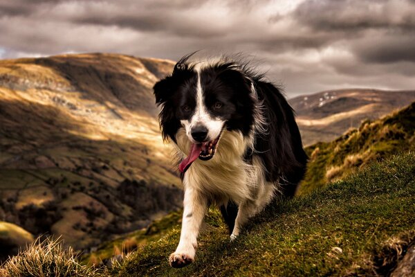 Perro corre celosamente en las montañas