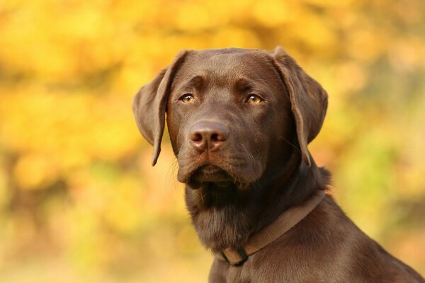 La tête d un beau chien dans un collier