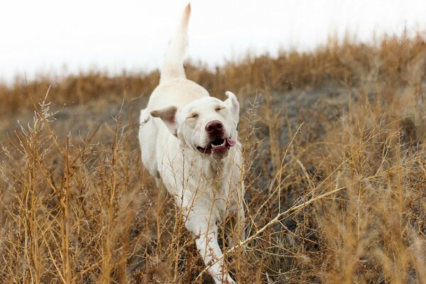 Le chien joue librement dans la nature