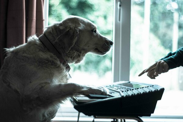 Ein Hund, der einen Synthesizer spielt. Hund-Musiker