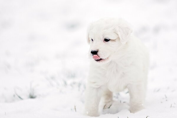 Welpe auf Schnee Hintergrund