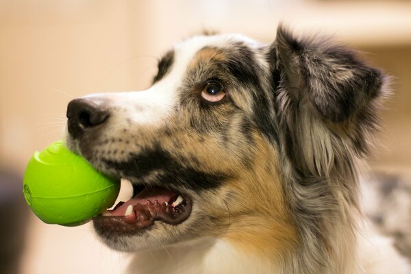 The dog looks at the owner, holding a ball in his teeth