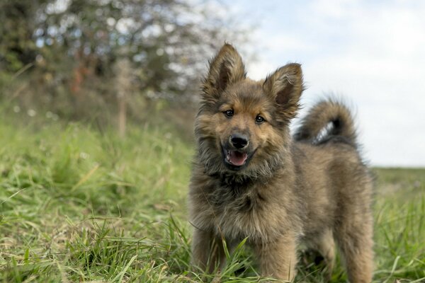 Ein kleiner Hund läuft über das Gras