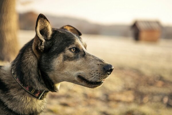 Mirando a lo lejos, el perro fiel amigo del hombre