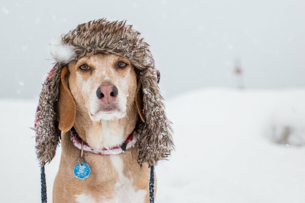 Cane carino seduto in un cappello in inverno