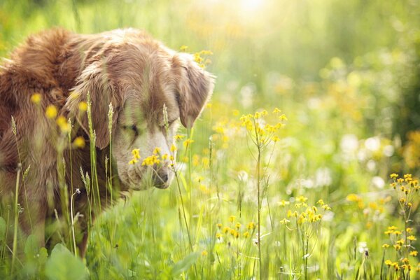 Ein Hund geht im Blumenfeld spazieren