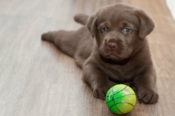 Szczeniak labrador z piłką