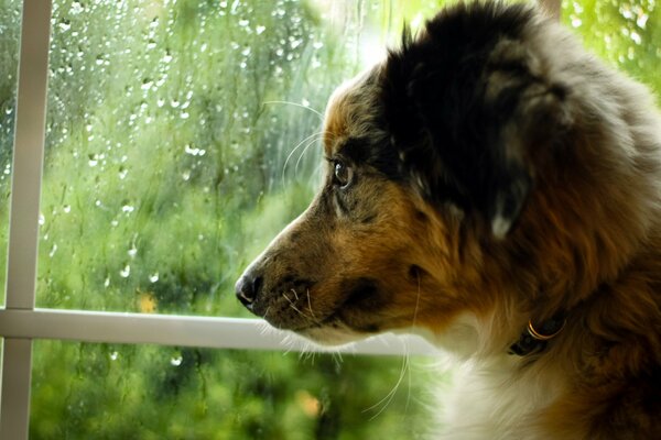 Perro en la lluvia espera a un amigo en la ventana