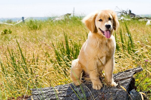 Lindo perrito coño