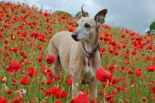 Cane in piedi in un campo di papaveri